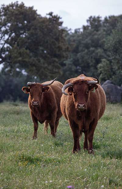 cows