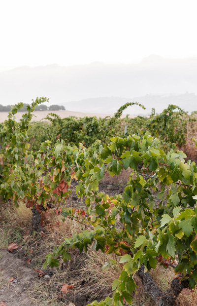 vineyards