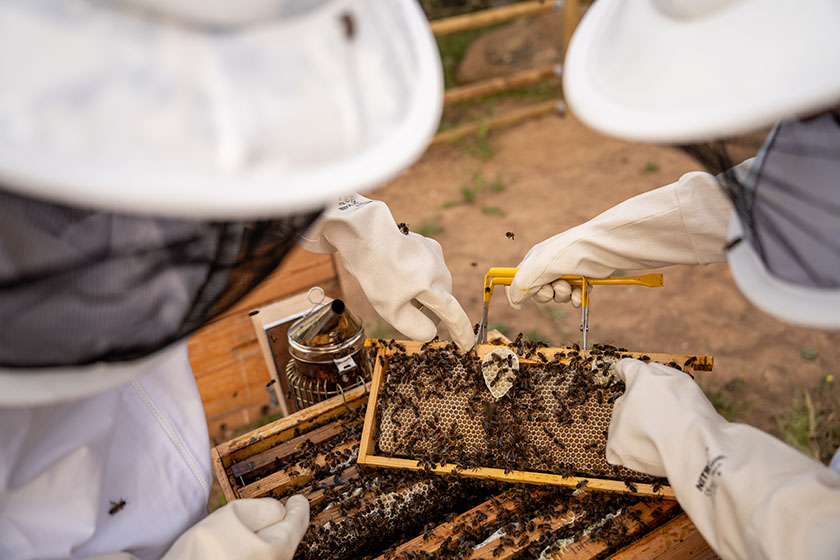beekeeping