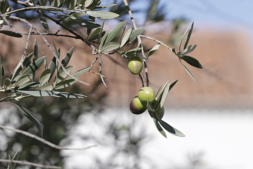 olives on tree