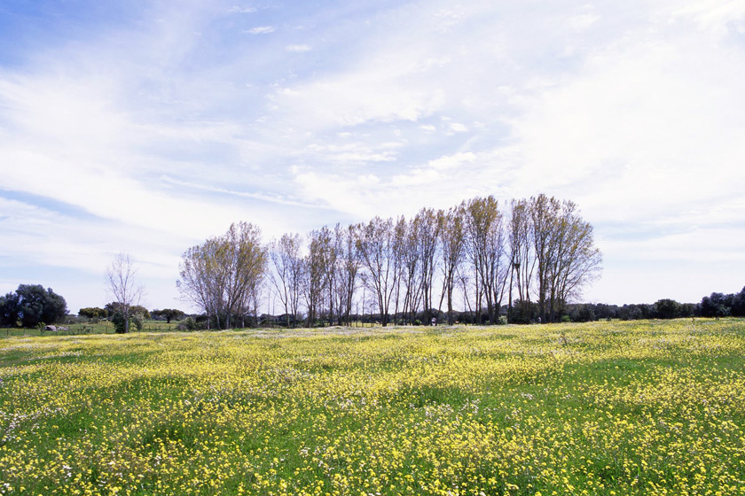 Stork trees