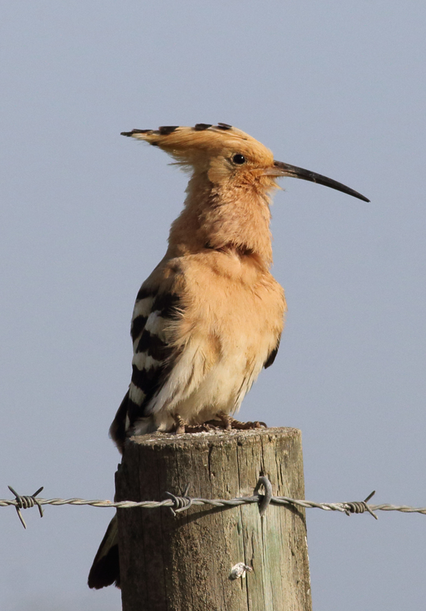 Bird hoopoe