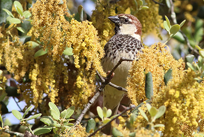 Birding