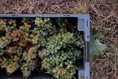 Grape harvest