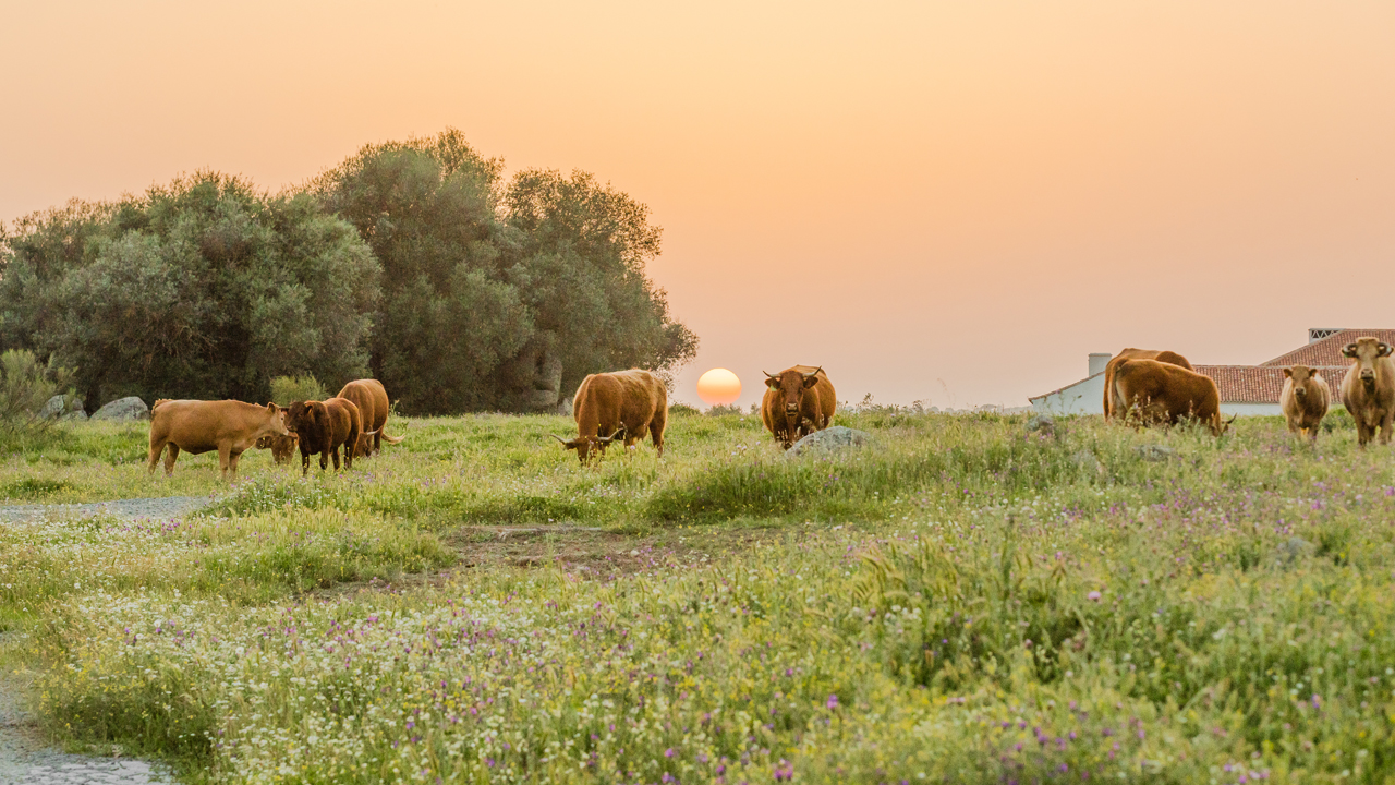 cows