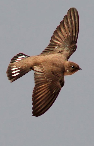 swallow