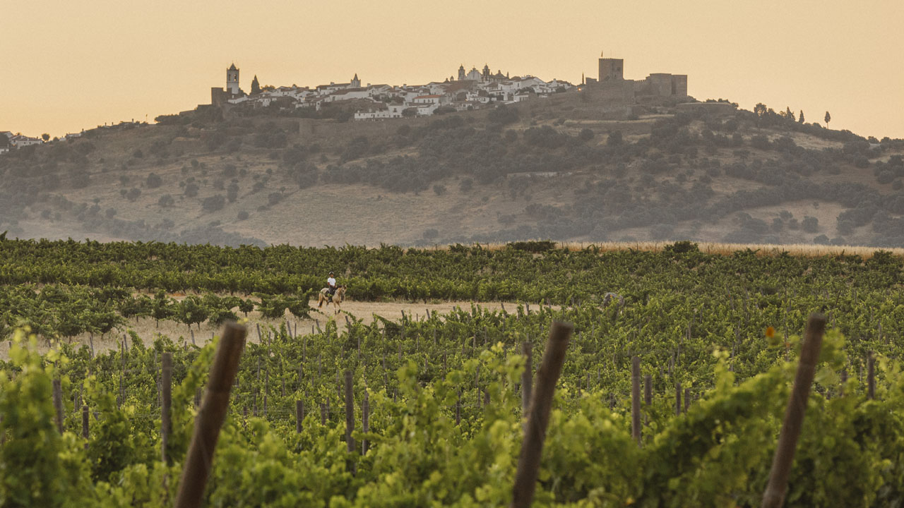 vineyards